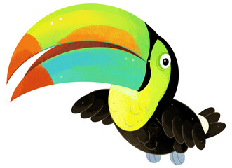 Fototapeta premium Cartoon animal happy tropical bird toucan isolated illustration for children