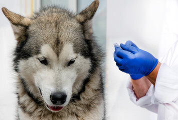 A veterinarian administers medicine to a dog from a syringe on a white background with space for text. Veterinary medicine.