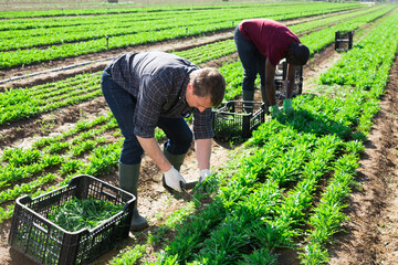 Two farm workers hand harvesting organic arugula crop on fertile agriculture land