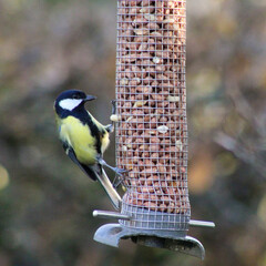 a woodpecker