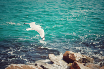 Fototapeta na wymiar seagull flying in the sea