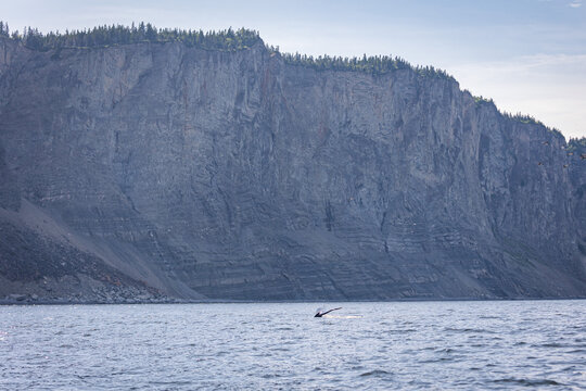 whale tail and cliff