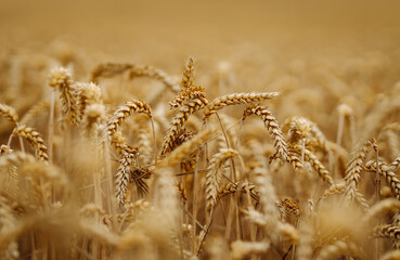 Fototapeta premium Golden wheat field. Growth nature harvest. Agriculture farm.