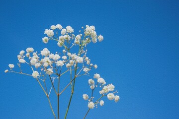 Sprig of white gypsophila flowers on a blue background with space for text.
