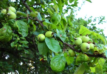 A branch of wild little apples