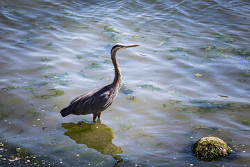 heron in water