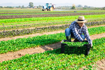 Focused workman cutting fresh ripe green corn salad on farm field. Autumn harvest time