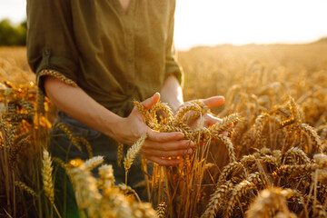 Young woman farmer walking across field and running her hand through golden ears of wheat harvest....