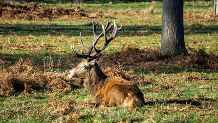 Deer Resting
