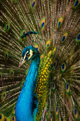 Obraz premium Pavo real 