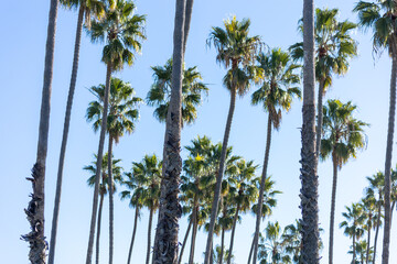 Santa Barbara California Iconic Palm Trees