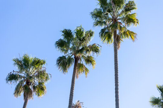 Santa Barbara California Palm Trees