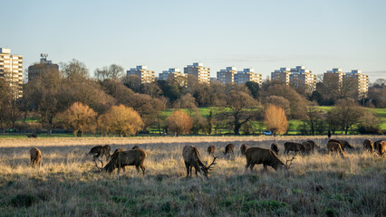 Richmond Park deers