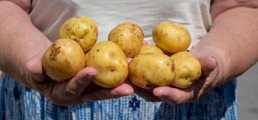 Potatoes in the hands of an elderly woman close-up. Useful antioxidant vegetable. Healthy food...
