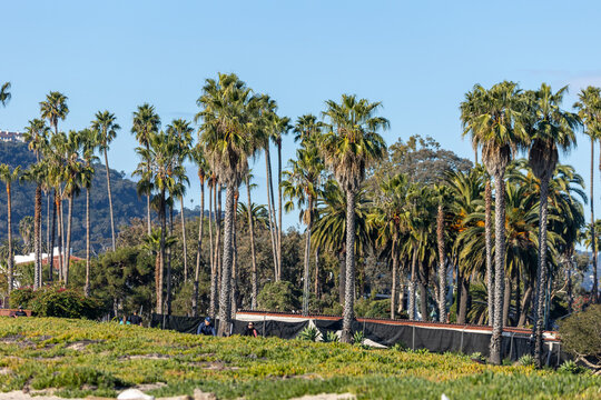 Santa Barbara Palm Trees Landscape