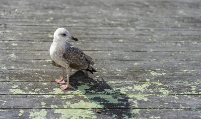Solitary Seagull's Stroll