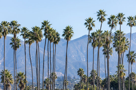 Palm Trees on Santa Barbara Coastline