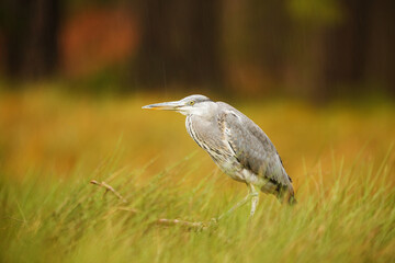 grey heron (Ardea cinerea) in the rain by the pond