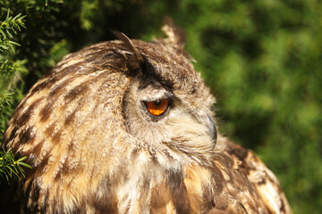 male Eurasian eagle-owl (Bubo bubo) detailed portrait