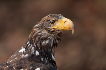 Fototapeta premium female White-tailed eagle (Haliaeetus albicilla) Close up portrait