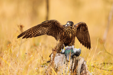 female Peregrine falcon (Falco peregrinus) has caught a pigeon