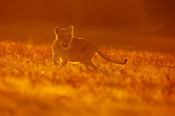 male lion (Panthera leo) in the red sunset