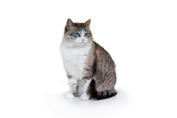Seal tabby point Cat. Neva Masquerade Cat. Beautiful cat with blue eyes isolated on white. Fluffy female isolated on white background. - Powered by Adobe