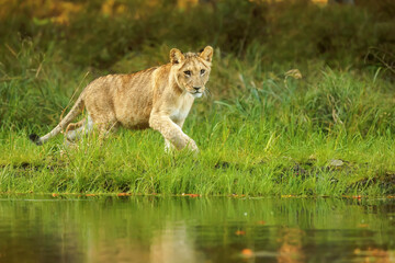 Fototapeta premium male lion (Panthera leo) goes around the water