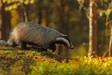 European badger (Meles meles) in the autumn forest © michal