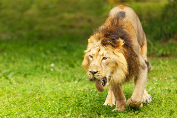male lion (Panthera leo) sticks out its tongue