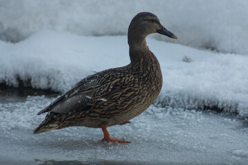 Female mallard duck standing on ice