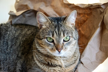 Portrait of a cat on a background made of crumpled craft paper. Cute tabby cat close up. European shorthair cat.