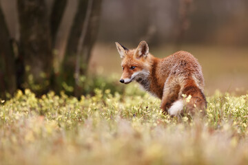 male red fox (Vulpes vulpes) in the forest