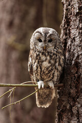 male tawny owl (Strix aluco) on a spruce tree
