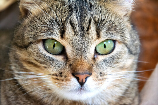 Eyes of a gray cat. Beautiful cat portrait macro shot. Cute tabby cat close up. European shorthair cat.