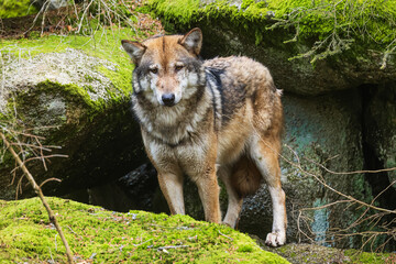 Eurasian wolf (Canis lupus lupus) before the hole