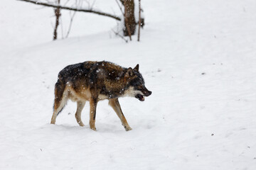 Eurasian wolf (Canis lupus lupus) in the snow when it's snowing, angry at the other wolf