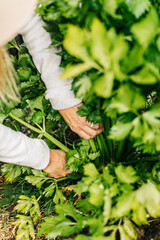 farmer harvesting vegetable patch 