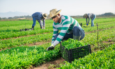 Hired worker harvesting green arugula crop in farm field