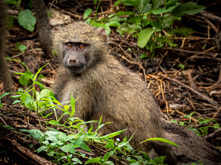 Monkey in Tanzania, Africa