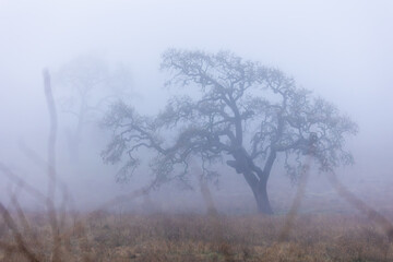 Obraz na płótnie Canvas Oak Tree on Foggy Morning in California