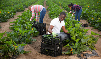 Multinational group of people working on green courgettes plantation on spring day, picking organic...