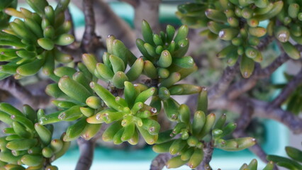 Suculenta Gollun jade