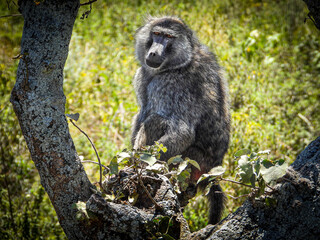 Baboon at Arusha National Park, Tanzania, Africa