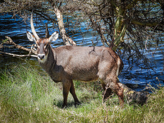 Unicorn Waterbuck in Arusha, Tanzania, Africa
