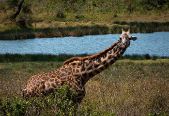 Giraffe by the Water