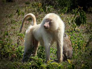 Albino Baboon