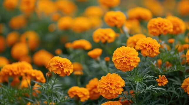 field of marigold flowers, creating a warm and vibrant floral tapestry generative ai