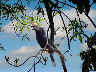 Zazu's Cousin