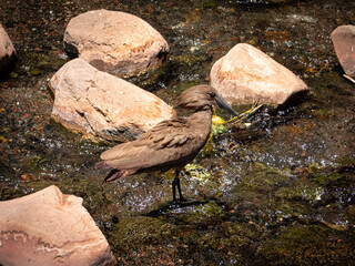 African Brown Bird